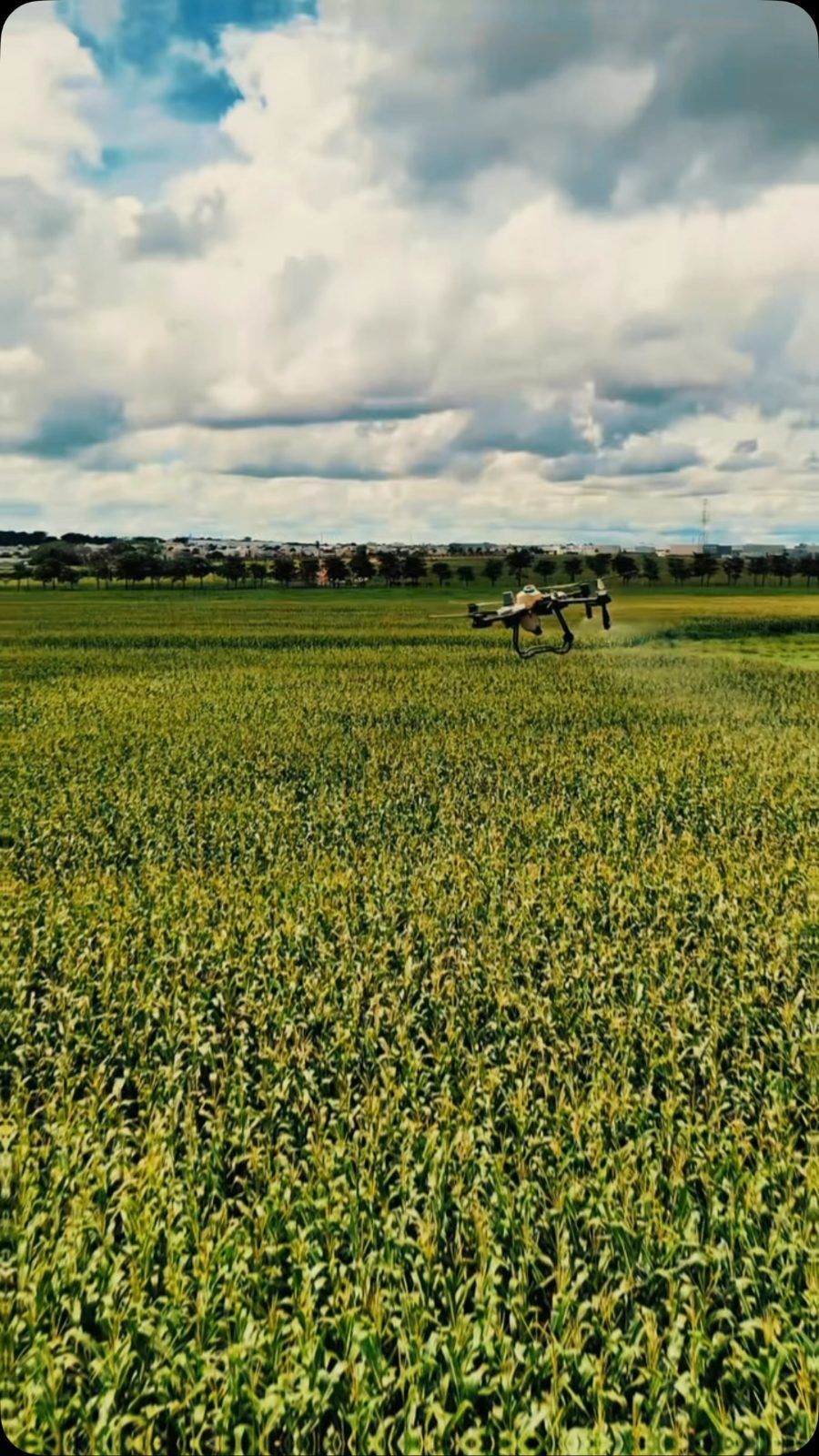 Drone agrícola pulverizando uma lavoura de milho